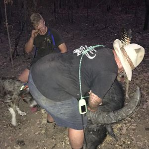 Hunting Asiatic Water Buffalo Australia