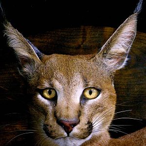 Caracal Full Mount Taxidermy