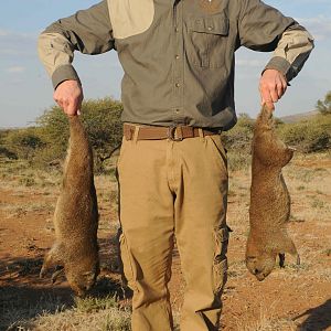 Rock Dassie Hunt