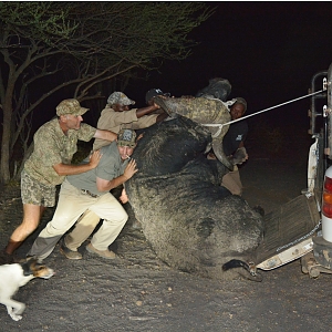 Cape Buffalo Hunt