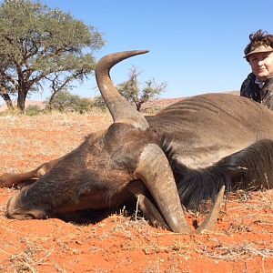 Blue Wildebeest Hunt South Africa