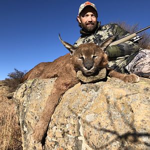 South Africa Hunt Caracal