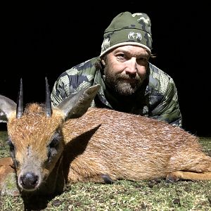 South Africa Hunting Cape Grysbok