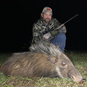 Bushpig Hunting South Africa