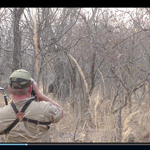 Buffalo hunt with Kemp African Safaris in Limpopo South Africa