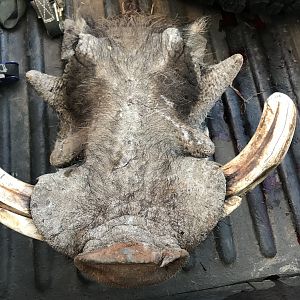 Bow Hunting Warthog in Namibia