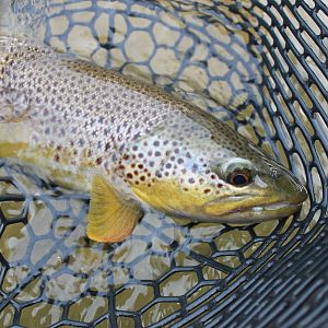 Small Flint Creek Brown Trout Western Montana