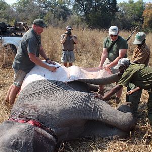 Skinning of Elephant Zimbabwe