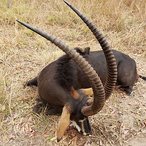 Tanzania Hunting Sable Antelope