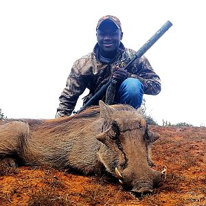 South Africa Hunting Warthog