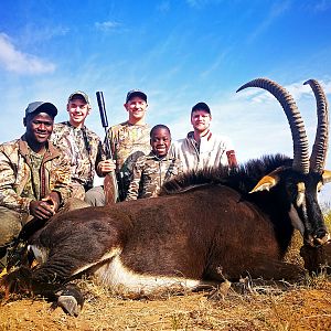 South Africa Hunt Sable Antelope