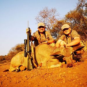 South Africa Cull Hunting Female Kudu