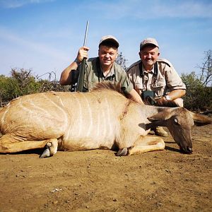 Cull Hunt Female Kudu in South Africa