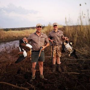 Egyptian Goose Wingshooting in South Africa