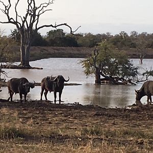 Cape Buffalo South Africa