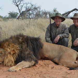 South Africa Hunting Lion