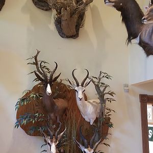 Trophy Room