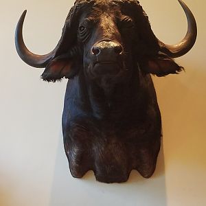 Cape Buffalo Shoulder Mount Taxidermy