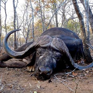 Cape Buffalo Hunt