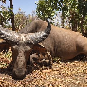 Burkina Faso Hunt West African Savanna Buffalo