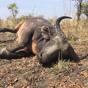 West African Savanna Buffalo Hunt Burkina Faso