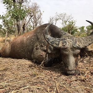 Burkina Faso Hunting West African Savanna Buffalo