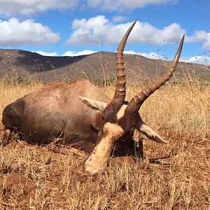 Blesbok Hunt South Africa