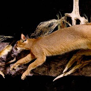 Caracal & Springhare Full Mount Taxidermy