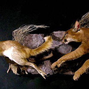 Caracal & Springhare Full Mount Taxidermy