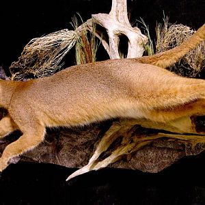 Caracal & Springhare Full Mount Taxidermy