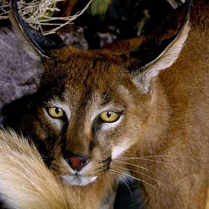 Caracal & Springhare Full Mount Taxidermy