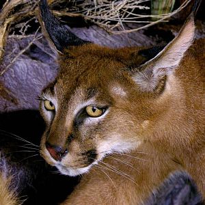 Caracal & Springhare Full Mount Taxidermy