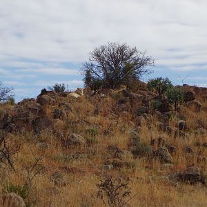 Lioness in South Africa