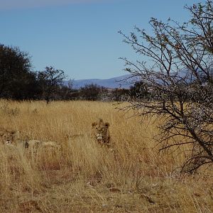 Lion in South Africa