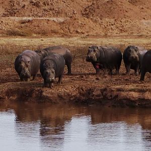 Hippo in South Africa