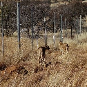 Cheetah in South Africa