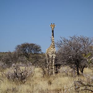 Giraffe in South Africa