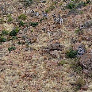 View of Burchell's Plain Zebra from helicopter