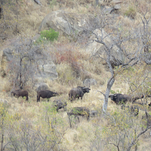 Cape Buffalo in South Africa