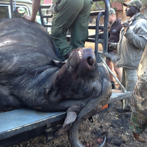 Cape Buffalo Hunting in South Africa