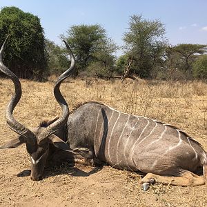 Zimbabwe Hunting Kudu