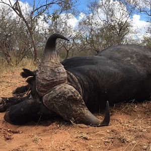 Cape Buffalo Hunt in South Africa