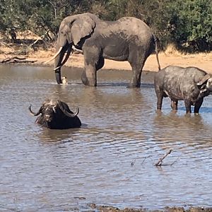 Cape Buffalo & Elephant in South Africa