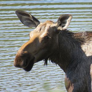 Moose in Alaska