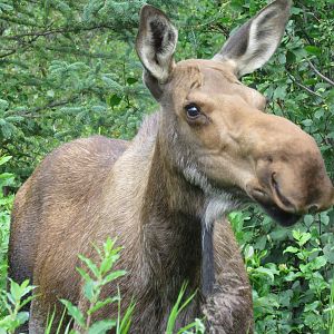 Moose in Alaska