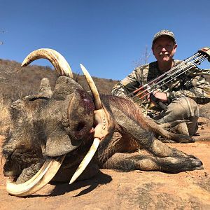 Warthog Bow Hunting South Africa