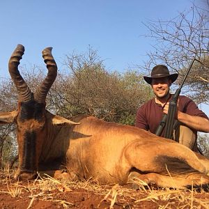 Red Hartebeest Hunting in South Africa