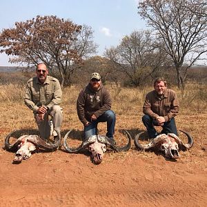 Cape Buffalo Hunt in South Africa