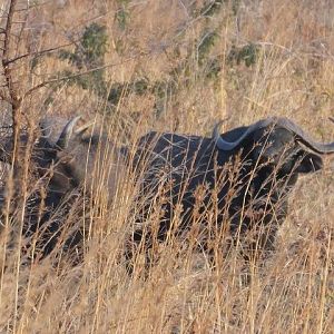 Cape Buffalo