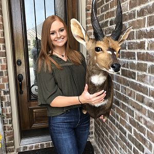 Bushbuck Shoulder Mount Taxidermy